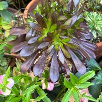 クリスマスローズ,多肉植物,花壇,アエオニウム,癒しの画像