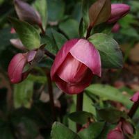 クリスマスローズ,クリスマスローズ ニゲル,クリスマスローズ ニゲル,クリスマスローズ・ピンクフロスト,クリスマスローズ・リビダスの画像