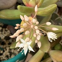 銘月,可愛い,楽しみ〜,初めての花芽☆,銘月の花芽☆の画像