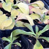 ジギタリスの画像