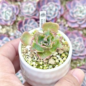 成長記録 クリスマス,グラプトベリア クリスマス,神奈川タニラー,多肉男子,バルコニー/ベランダの画像