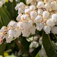 馬酔木(アセビ）,弥山　獅子岩駅ロープウェイ,しぞーか勢,女子3人旅,春のお出掛けの画像