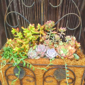 リトルビューティー,ピーチネックレス,ルビーティント,軒下の画像