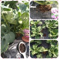 ロマネスコ,ダ・ヴィンチ,種から,モニター,Green Snap STOREの画像