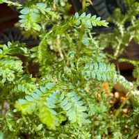 観葉植物,植え替え,植物,お迎え,キッチンの画像