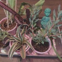 サボテン,サボテン,クリプタンサス,クリプタンサス,リューカデンドロンの画像