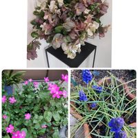 クリスマスローズ,スイートピー,癒しのひと時,素敵なアレンジメント,シレネ♡ピンクパンサーの画像