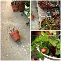 イチゴ,いちご,鳥に食べられた！の画像