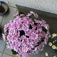 サイネリア,玄関アプローチの画像