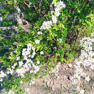 ユキヤナギ,ガジュマル,胡蝶蘭,デンドロビューム,アボカド鉢植えの画像