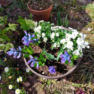 ヒアシンス,ビオラ,寄せ植え,開花,球根植物の画像