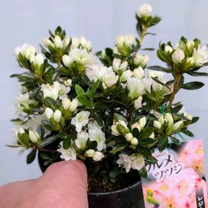 クルメツツジ(久留米躑躅),盆栽,ミニ盆栽,盆栽苗木,まめ盆栽の画像