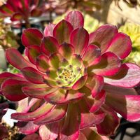 アエオニウム 属,多肉植物,アエオニウム,アエオニウム属,花のある暮らしの画像