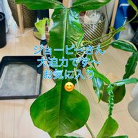 アンスリウム,フィロデンドロン,フィロデンドロン ジョーピー,森林浴,熱帯植物の画像