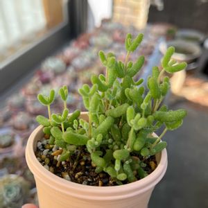 多肉植物,多肉大好き,ドロサンテマム ,多肉中毒,多肉のある暮らしの画像