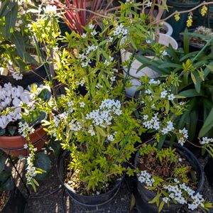 ユキヤナギ,ヒューケラ ドルチェ,ユキヤナギ オーレア,ユキヤナギ オーレア,寄せ鉢の画像