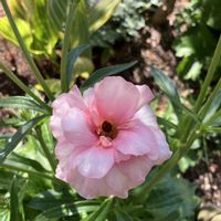 ラナンキュラス　ラックス,ラナンキュラスラックス アリアドネ,お花,おうち園芸,庭の画像