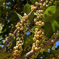 ヒサカキ,姫榊,雑草,山野草,野草の画像