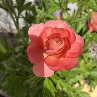 ラナンキュラス　ラックス,ラナンキュラスラックス エリス,球根,お花,おうち園芸の画像