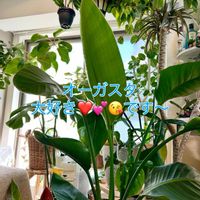 アンスリウム,ストレリチア,ストレリチア オーガスタ,オーガスタ,森林浴の画像