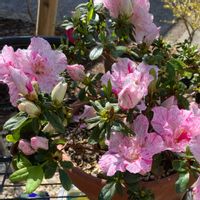 アザレア,お花,おうち園芸,庭の画像