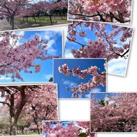 月兎耳,月兎耳,ジャイアントラビット,ジャイアントラビット,福兎耳の画像