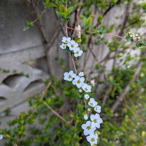 ユキヤナギ,畑の画像