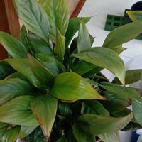 スパティフィラムの画像