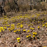 セツブンソウ,セツブンソウ,福寿草,田舎暮らし,花のある暮らしの画像