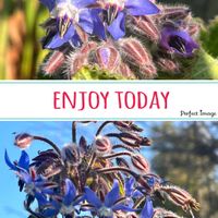 ボリジ,ボリジ 白花の画像