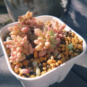 セダム,多肉植物いろいろ,ピンクベリー,多肉中毒,多肉女子の画像