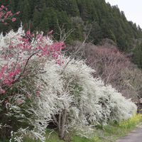 オオイヌノフグリ,ユキヤナギ,菜の花,菜の花,雪柳の画像