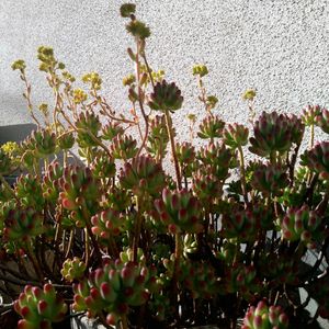 乙女心,多肉植物いろいろ,多肉植物,多肉中毒,多肉女子の画像