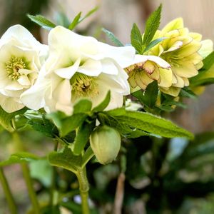 クリスマスローズ,ミニバラ,ミチタネツケバナの画像