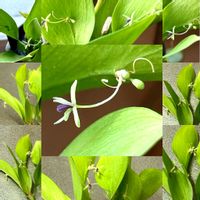 スイセン,ツクシ,ハイビスカス,ホトケノザ,ムスカリの画像