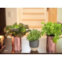 リーフレタス,かいわれ大根,おいしいグリーン,リポベジ,オリンパスのある暮らしの画像