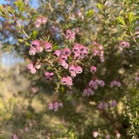 エリカ,幸せ気分✨✨✨,とにかくGS 楽しもう！の画像