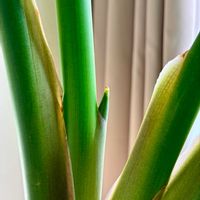 ストレリチア,オーガスタ,観葉植物,新芽,リビング・ダイニングの画像