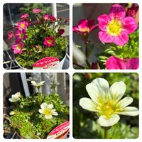 クモマグサ,かわいい,きれい,花のある暮らし,いやし♡の画像