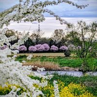 ネコヤナギ,今日のお花の画像