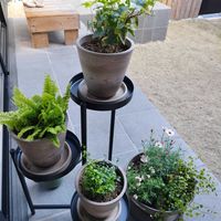 ネメシア,ヘデラ,ローダンセマム,ワイヤープランツ,アスパラガスの画像