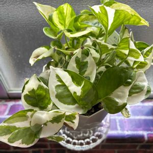 キッチンの画像