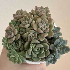 多肉植物,多肉寄せ植え,多肉初心者,葉挿しっ子,つぶつぶ多肉の画像
