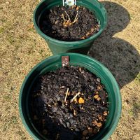 レンゲショウマ,レンゲショウマ(八重咲き),鉢植え,植え替え,花のある暮らしの画像