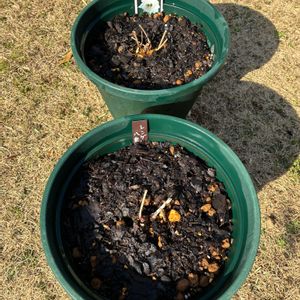 レンゲショウマ,レンゲショウマ(八重咲き),鉢植え,植え替え,花のある暮らしの画像