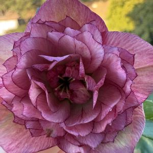 クリスマスローズ,マーガレット,花のある暮らし,お花大好き♡,広瀬園芸の画像