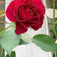 バラ,ありがとう♡嵐♡,バラと夢CLUB,チーム岐阜,ユーミンつながりの画像