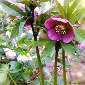 クリスマスローズ,クリスマスローズ　セミダブル,レンテン・ローズ,地植え,実生の画像