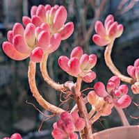 乙女心,多肉植物,紅葉多肉の画像