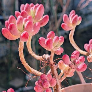 乙女心,多肉植物,紅葉多肉の画像